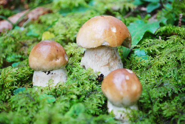 King bolete mushroom — Stock Photo, Image