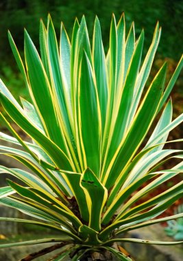 Yucca clipart