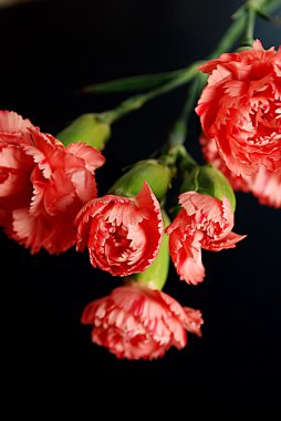 Carnations clipart