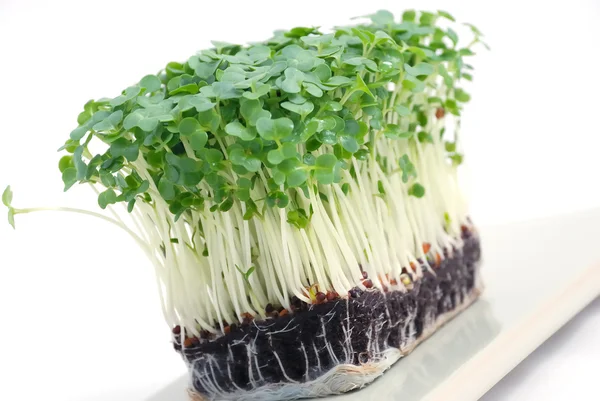 stock image Salad cress