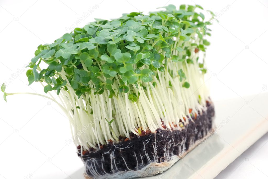 Salad cress — Stock Photo © tjakusz26 #1692668