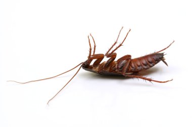 Dead cockroach on white background clipart