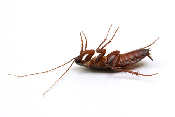 Dode kakkerlak op witte achtergrond — Stockfoto