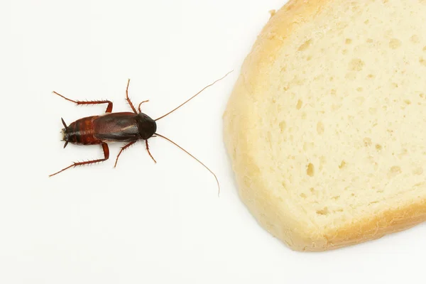Hamamböceği ve dilim ekmek — Stok fotoğraf