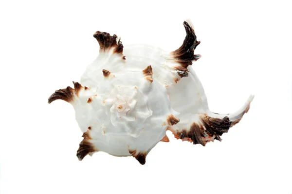 Beautiful seashell isolated over white — Stock Photo, Image