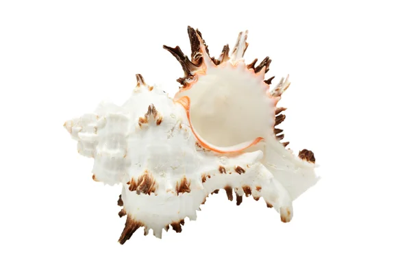 Beautiful seashell isolated over white — Stock Photo, Image