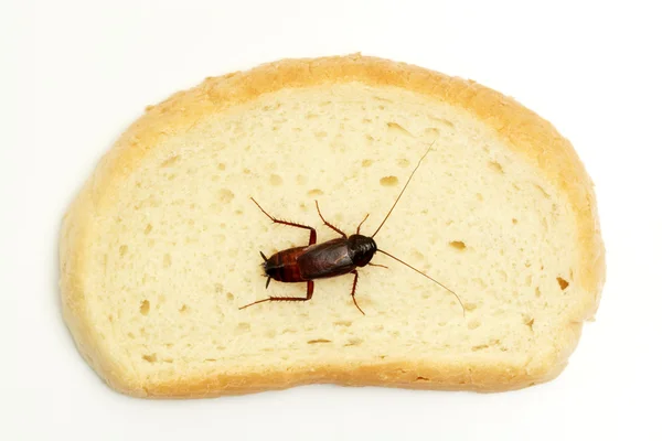 Cockroach on a slice of bread — Stock Photo, Image