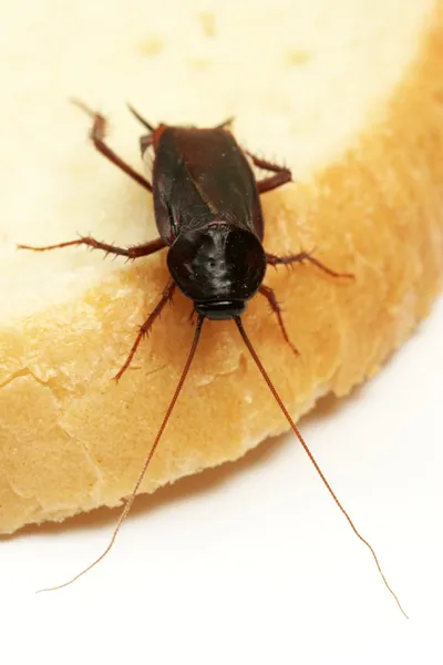 Cucaracha en una rebanada de pan — Foto de Stock