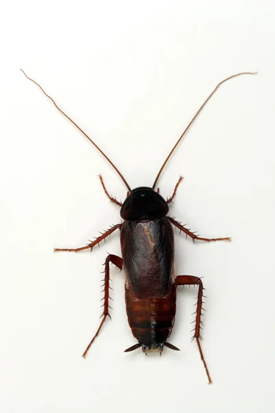 Kakkerlak op wit — Stockfoto