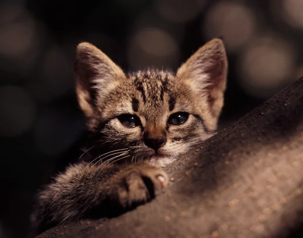 stock image Cute kitten relaxing on a tree