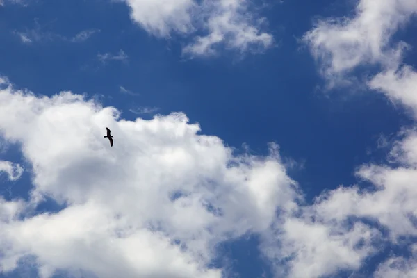Måsen flyger i den blå himlen — Stockfoto