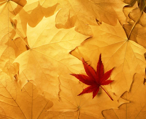 Jasne kolorowych liści jesienią — Zdjęcie stockowe
