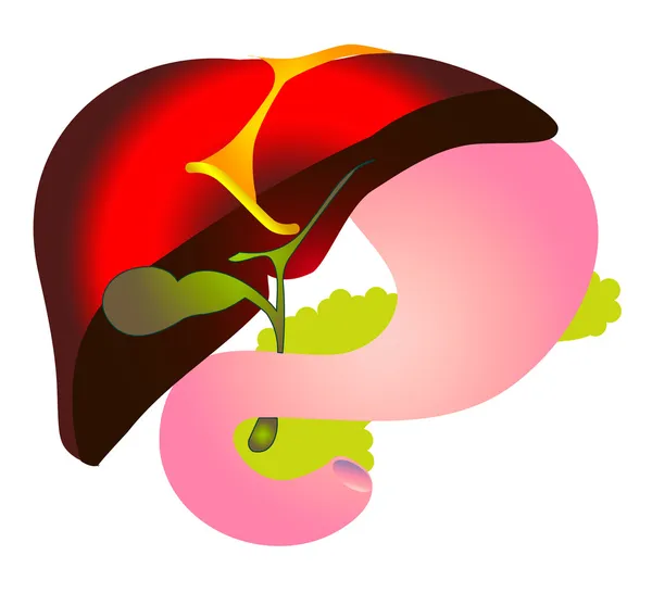 Hepatitis b, hbv. Gallensystem — Stockvektor