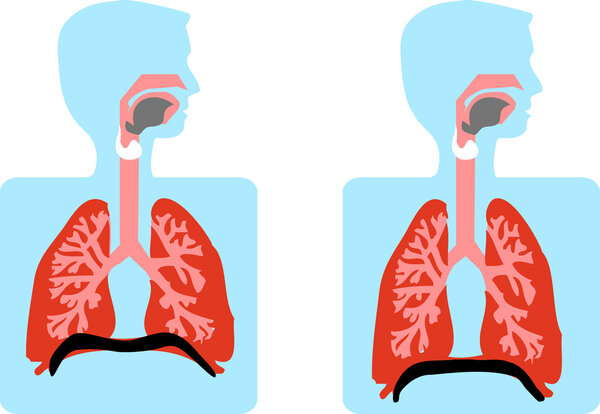 Анатомическая векторная медицинская иллюстрация
