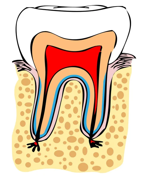 정상 치아 벡터 의료 — 스톡 벡터