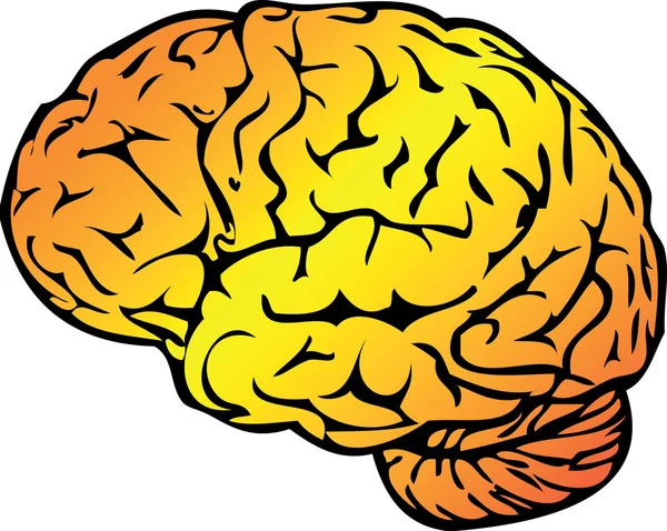 Ιατρική απεικόνιση, ανθρώπινος εγκέφαλος — Διανυσματικό Αρχείο
