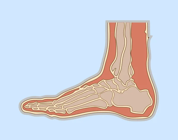 Medicínské ilustrace lidská noha — Stock fotografie