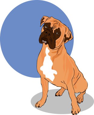 Muscular Brown, White And Black Boxer Dog Head clipart