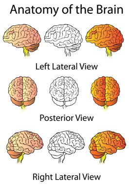 Medical Anatomy of the Brain Illustration, Human clipart