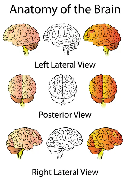 Anatomia Médica do Cérebro Ilustração Humana — Fotografia de Stock