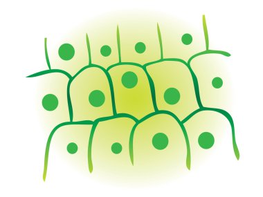Fotosentez yaprak bitki hücre