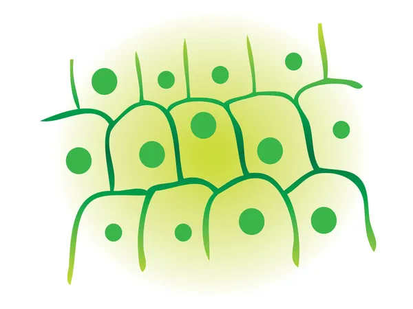 Fotosíntesis célula de la planta de hoja — Foto de Stock