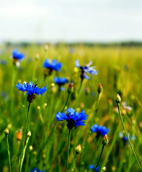 13,430 Cornflowers Stock Photos, Images | Download Cornflowers Pictures ...