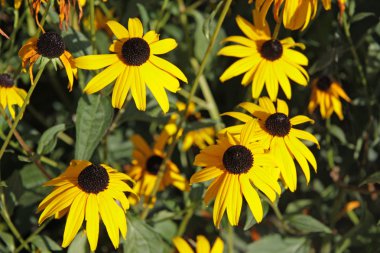 Sarı coneflower