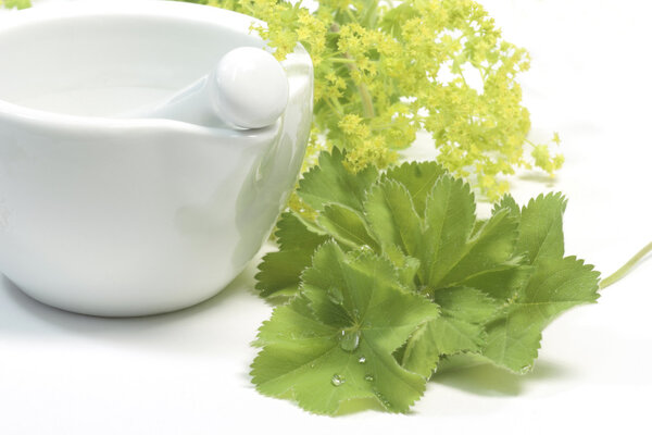 Мантия Лэдис
