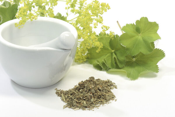 Чай из мантии божьей
