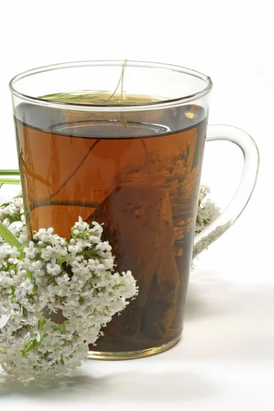 Waleriana herbaty — Zdjęcie stockowe