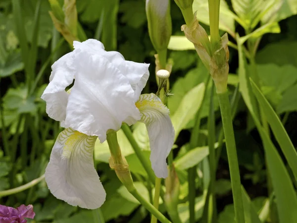 Weiße Iris — Stockfoto