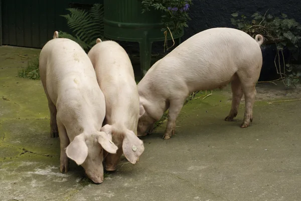 Porcos — Fotografia de Stock