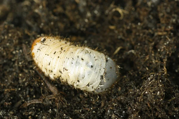 stock image Cockchafer