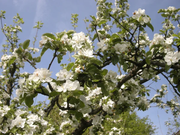 Apple blossom — Stockfoto