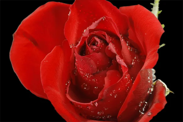Flor de rosa — Fotografia de Stock