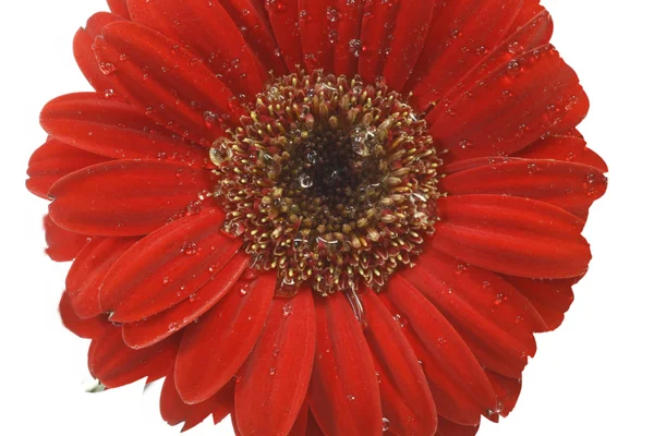Vicces fiúvirága vörös gerber재미 있는 소년 — 스톡 사진
