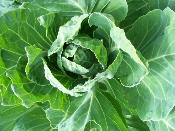 White Cabbage — Stock Photo, Image