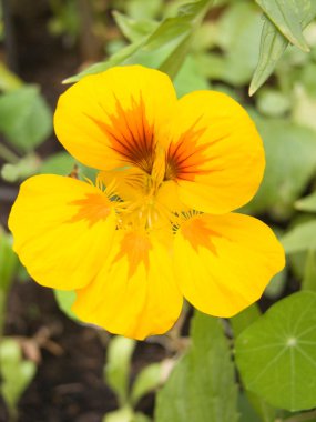 Tropaeolum clipart