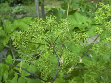 Angelica.