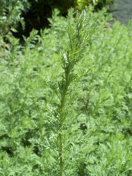 Полынь - Artemisia absinthium — стоковое фото
