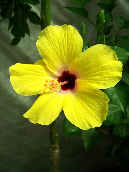 노란 히 비 스커 스 꽃 — 스톡 사진
