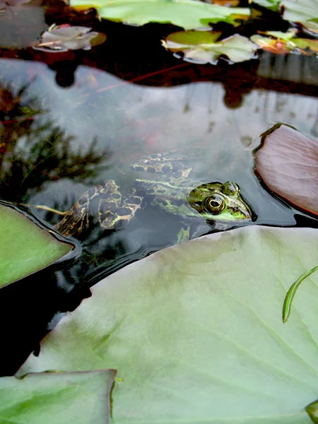 Kurbağa — Stok fotoğraf