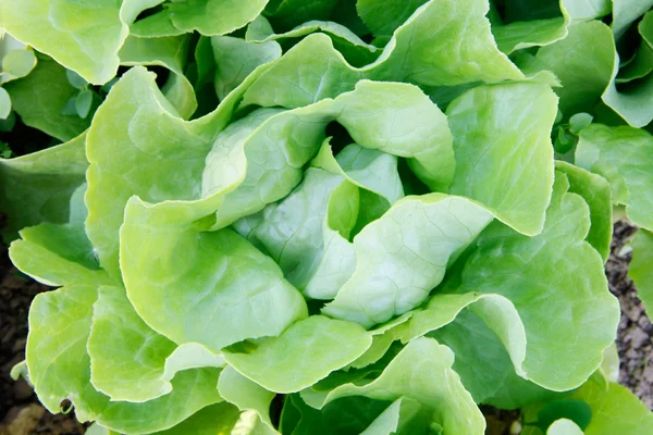 Butterhead saláta — Stock Fotó