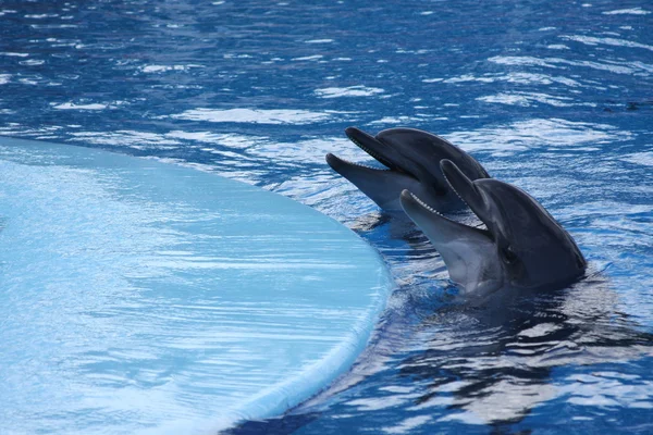 Stock image Dolphins