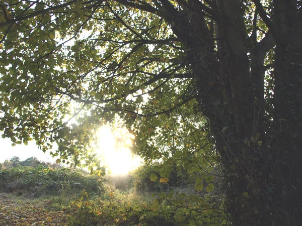 Сонце і дерев — стокове фото