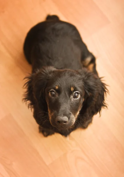 Είδος γερμανικού κυνηγετικού σκύλου κουτάβι μαύρο — Φωτογραφία Αρχείου