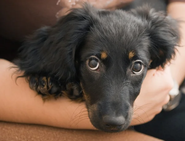 Siyah dachshund — Stok fotoğraf