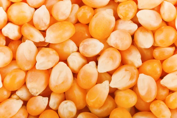 Dry maize seeds — Stock Photo, Image
