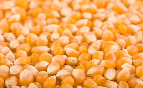 Corn background — Stock Photo, Image